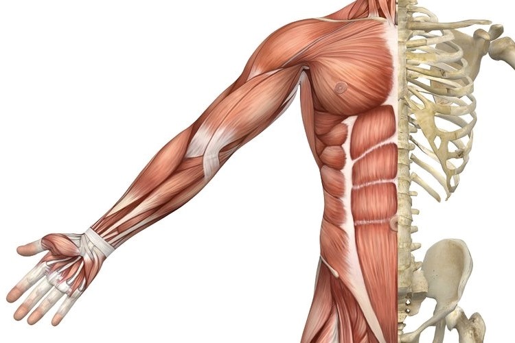 corpo humano